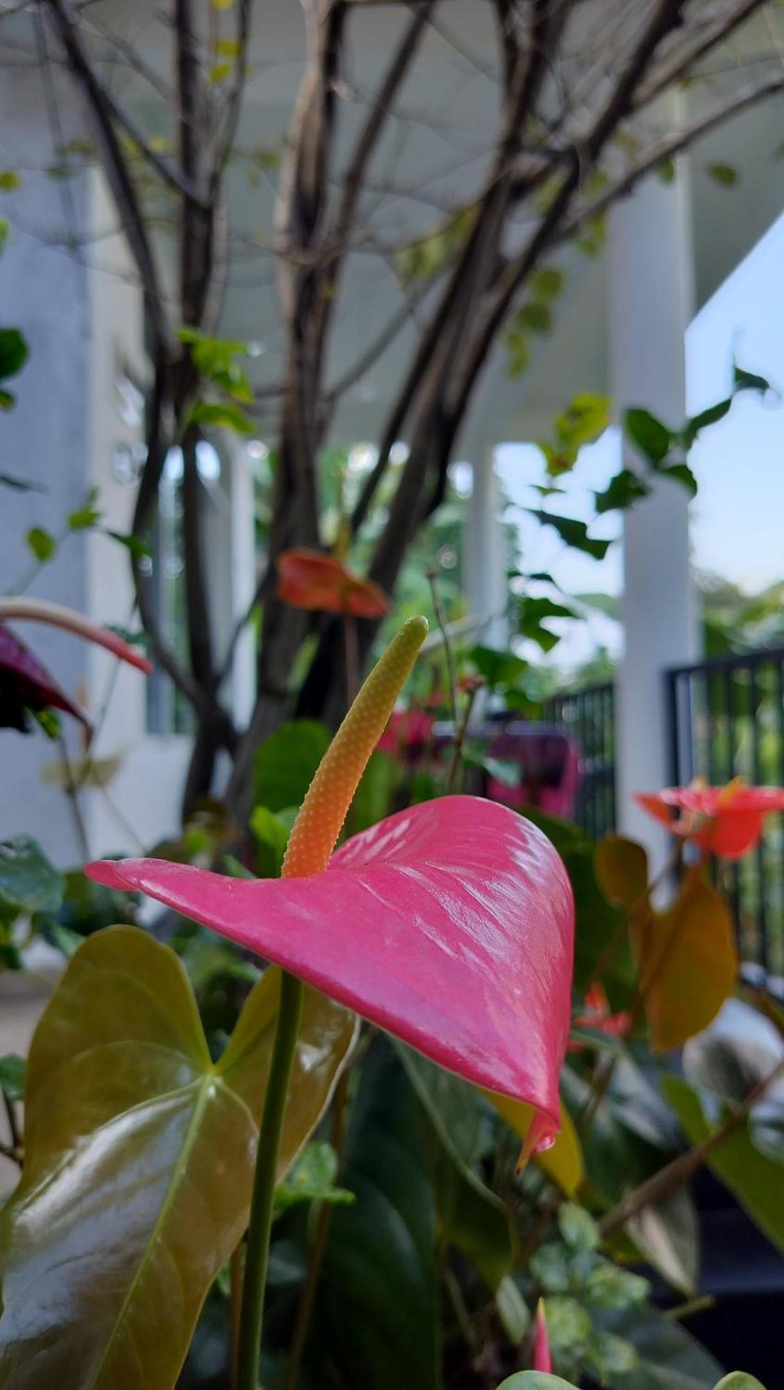 The Bliss Homestay Ella Bagian luar foto